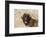 Portrait of a Leonberger-Zandria Muench Beraldo-Framed Photographic Print