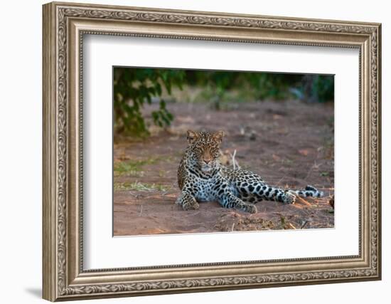 Portrait of a leopard at rest. Mashatu Game Reserve, Botswana.-Sergio Pitamitz-Framed Photographic Print