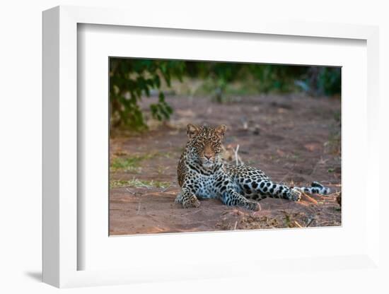 Portrait of a leopard at rest. Mashatu Game Reserve, Botswana.-Sergio Pitamitz-Framed Photographic Print