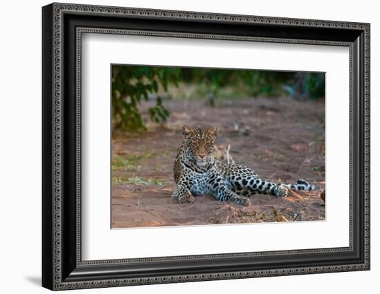 Portrait of a leopard at rest. Mashatu Game Reserve, Botswana.-Sergio Pitamitz-Framed Photographic Print