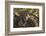 Portrait of a leopard resting on a tree and looking at the camera. Okavango Delta, Botswana-Sergio Pitamitz-Framed Photographic Print