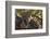 Portrait of a leopard resting on a tree and looking at the camera. Okavango Delta, Botswana-Sergio Pitamitz-Framed Photographic Print