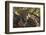 Portrait of a leopard resting on a tree and looking at the camera. Okavango Delta, Botswana-Sergio Pitamitz-Framed Photographic Print