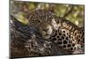 Portrait of a leopard resting on a tree and looking at the camera. Okavango Delta, Botswana-Sergio Pitamitz-Mounted Photographic Print