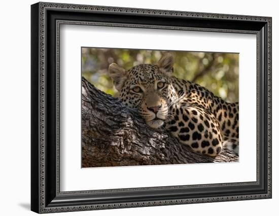 Portrait of a leopard resting on a tree and looking at the camera. Okavango Delta, Botswana-Sergio Pitamitz-Framed Photographic Print