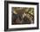 Portrait of a leopard resting on a tree and looking at the camera. Okavango Delta, Botswana-Sergio Pitamitz-Framed Photographic Print