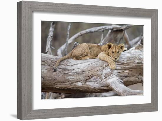 Portrait Of A Lion Cub Resting On A Log Looking At The Camera Contemplating-Karine Aigner-Framed Photographic Print