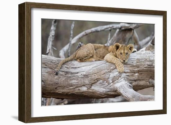 Portrait Of A Lion Cub Resting On A Log Looking At The Camera Contemplating-Karine Aigner-Framed Photographic Print