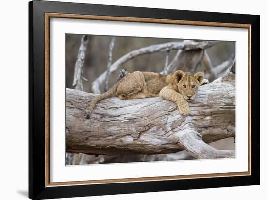 Portrait Of A Lion Cub Resting On A Log Looking At The Camera Contemplating-Karine Aigner-Framed Photographic Print