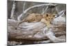 Portrait Of A Lion Cub Resting On A Log Looking At The Camera Contemplating-Karine Aigner-Mounted Photographic Print