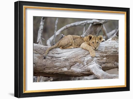 Portrait Of A Lion Cub Resting On A Log Looking At The Camera Contemplating-Karine Aigner-Framed Photographic Print