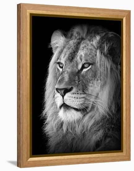 Portrait Of A Lion In Black And White-Reinhold Leitner-Framed Premier Image Canvas