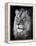 Portrait Of A Lion In Black And White-Reinhold Leitner-Framed Premier Image Canvas