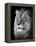 Portrait Of A Lion In Black And White-Reinhold Leitner-Framed Premier Image Canvas