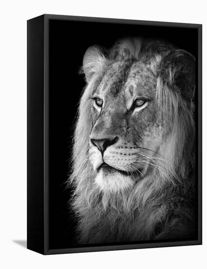 Portrait Of A Lion In Black And White-Reinhold Leitner-Framed Premier Image Canvas