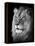 Portrait Of A Lion In Black And White-Reinhold Leitner-Framed Premier Image Canvas