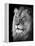 Portrait Of A Lion In Black And White-Reinhold Leitner-Framed Premier Image Canvas