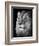 Portrait Of A Lion In Black And White-Reinhold Leitner-Framed Photographic Print