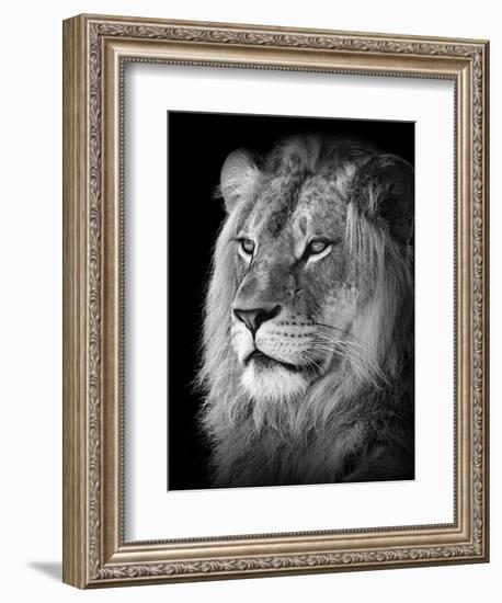 Portrait Of A Lion In Black And White-Reinhold Leitner-Framed Photographic Print