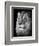 Portrait Of A Lion In Black And White-Reinhold Leitner-Framed Photographic Print