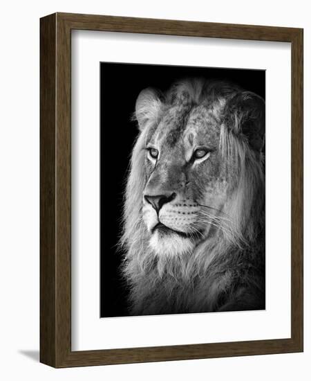 Portrait Of A Lion In Black And White-Reinhold Leitner-Framed Photographic Print