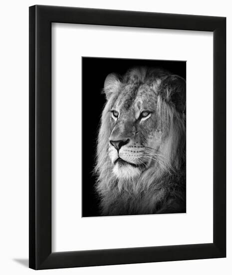 Portrait Of A Lion In Black And White-Reinhold Leitner-Framed Photographic Print