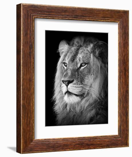 Portrait Of A Lion In Black And White-Reinhold Leitner-Framed Photographic Print