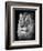 Portrait Of A Lion In Black And White-Reinhold Leitner-Framed Photographic Print