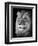 Portrait Of A Lion In Black And White-Reinhold Leitner-Framed Photographic Print