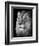 Portrait Of A Lion In Black And White-Reinhold Leitner-Framed Photographic Print