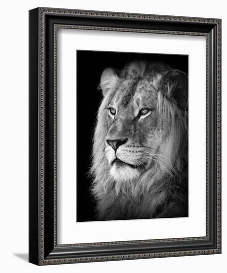 Portrait Of A Lion In Black And White-Reinhold Leitner-Framed Photographic Print