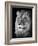 Portrait Of A Lion In Black And White-Reinhold Leitner-Framed Photographic Print