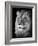 Portrait Of A Lion In Black And White-Reinhold Leitner-Framed Photographic Print