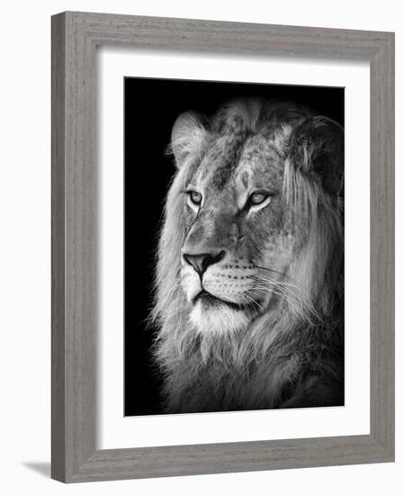 Portrait Of A Lion In Black And White-Reinhold Leitner-Framed Photographic Print