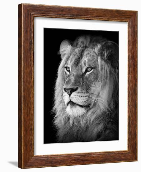 Portrait Of A Lion In Black And White-Reinhold Leitner-Framed Photographic Print