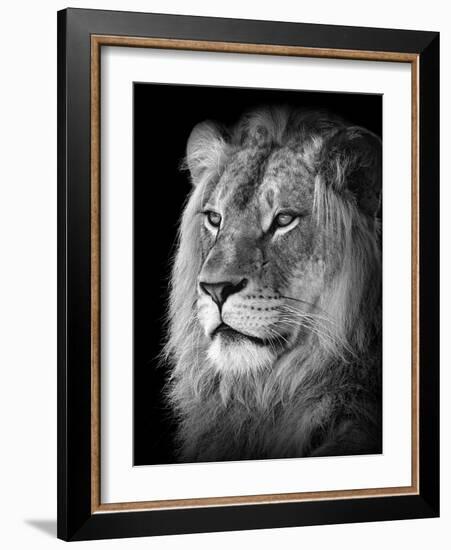 Portrait Of A Lion In Black And White-Reinhold Leitner-Framed Photographic Print