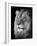 Portrait Of A Lion In Black And White-Reinhold Leitner-Framed Photographic Print