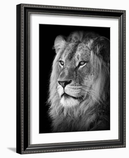 Portrait Of A Lion In Black And White-Reinhold Leitner-Framed Photographic Print