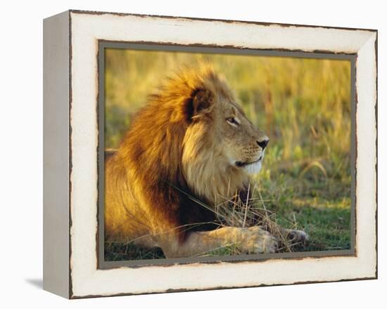 Portrait of a Lion (Panthera Leo), Okavango Delta, Botswana-Paul Allen-Framed Premier Image Canvas