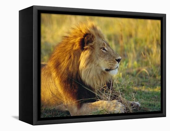 Portrait of a Lion (Panthera Leo), Okavango Delta, Botswana-Paul Allen-Framed Premier Image Canvas