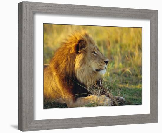 Portrait of a Lion (Panthera Leo), Okavango Delta, Botswana-Paul Allen-Framed Photographic Print