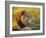 Portrait of a Lion (Panthera Leo), Okavango Delta, Botswana-Paul Allen-Framed Photographic Print