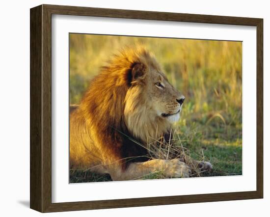 Portrait of a Lion (Panthera Leo), Okavango Delta, Botswana-Paul Allen-Framed Photographic Print