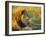 Portrait of a Lion (Panthera Leo), Okavango Delta, Botswana-Paul Allen-Framed Photographic Print