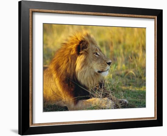 Portrait of a Lion (Panthera Leo), Okavango Delta, Botswana-Paul Allen-Framed Photographic Print