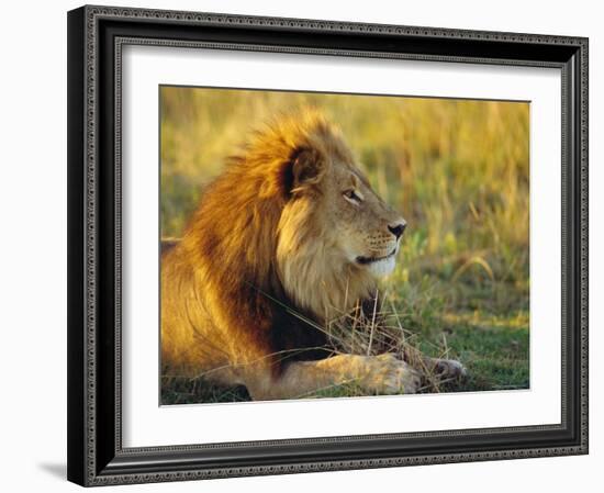 Portrait of a Lion (Panthera Leo), Okavango Delta, Botswana-Paul Allen-Framed Photographic Print