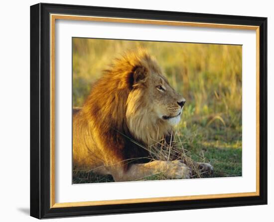 Portrait of a Lion (Panthera Leo), Okavango Delta, Botswana-Paul Allen-Framed Photographic Print