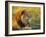 Portrait of a Lion (Panthera Leo), Okavango Delta, Botswana-Paul Allen-Framed Photographic Print