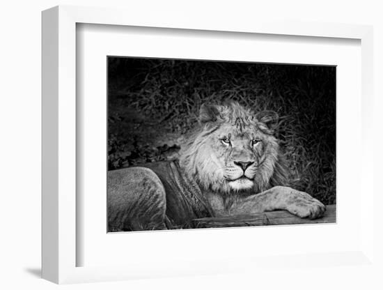 Portrait of a lion (Panthera leo) relaxing in a forest, California, USA-Thomas Winz-Framed Photographic Print