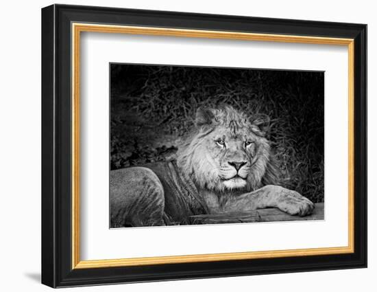 Portrait of a lion (Panthera leo) relaxing in a forest, California, USA-Thomas Winz-Framed Photographic Print